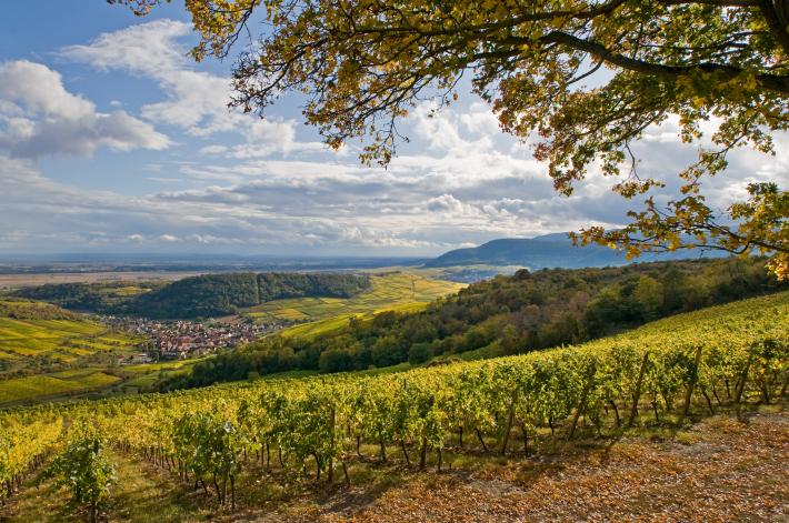 A heritage highlighted by generations of wine-growers