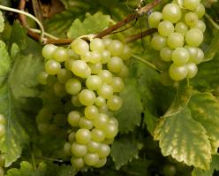 2149-muscatottonel--copyrightspach-conseilvinsalsace