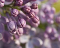 2715-shutterstock 12714850