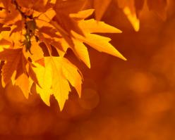 2770-shutterstock 15443161