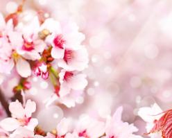 8241-pinotblanc shutterstock 82899391