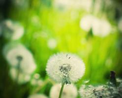 8243-pinotblanc shutterstock 277339580