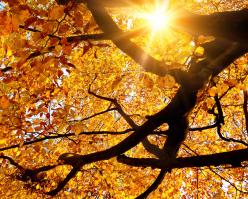 8247-pinotgris shutterstock 214837045