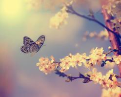 8264-sylvaner shutterstock 133001492