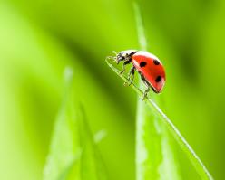 8267-sylvaner shutterstock 283673828