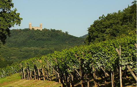 vignes du vignoble alsacien