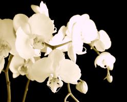 Cremant shutterstock 