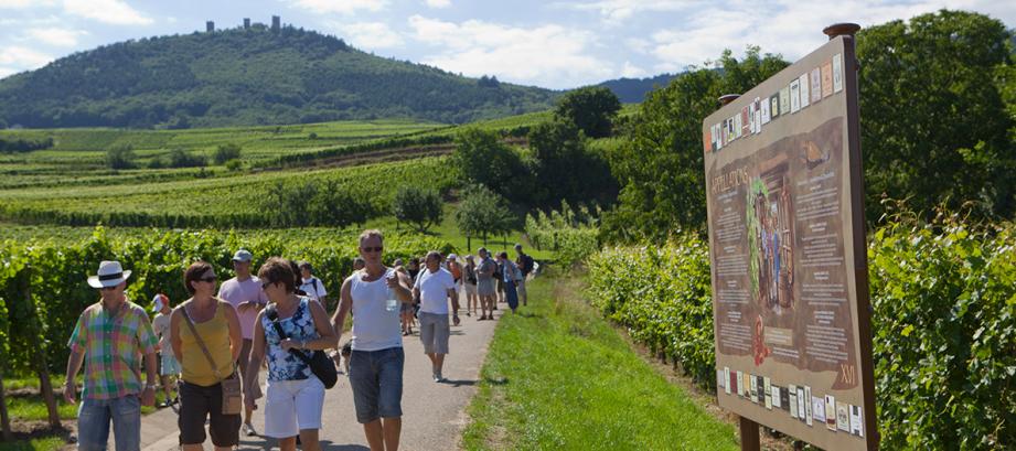 circuit de la route des vins d'Alsace
