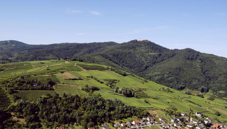 Hengst szvardon civa