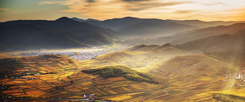 An aerial view of the wine-growing area