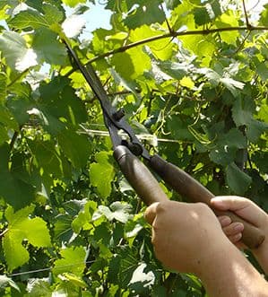 Vineyard work