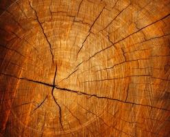 Pinotnoir corse shutterstock 56754529