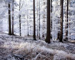 Riesling shutterstock 123901258