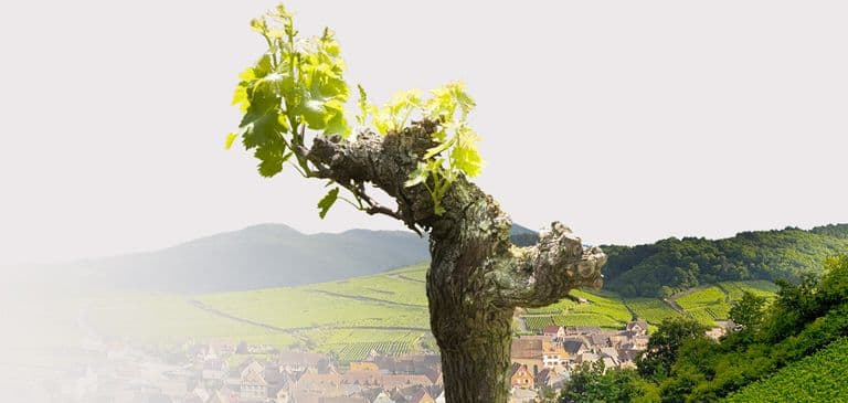 An aerial view of the wine-growing area