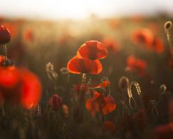 Shutterstock 143922229