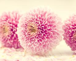 Shutterstock 159449873 rose