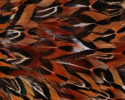 Shutterstock 225255910 pn rouge