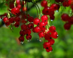 Shutterstock 259731833 pn