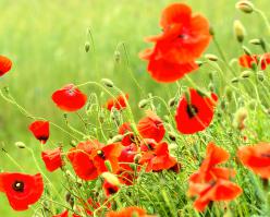 Shutterstock 266962400-sy