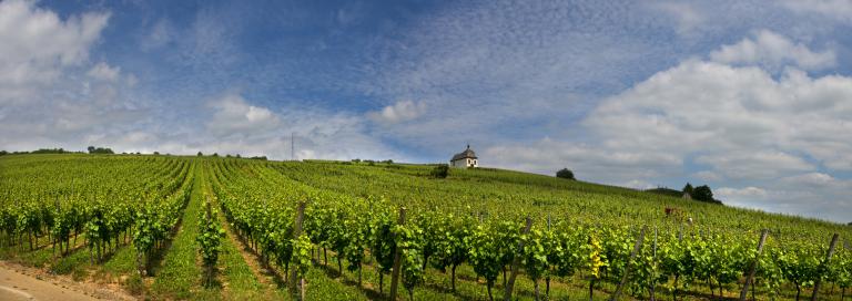 Steinklotz-zvardon-conseilvinsalsace-2