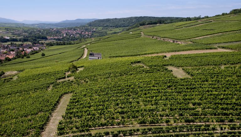 Steinklotz-zvardon-conseilvinsalsace