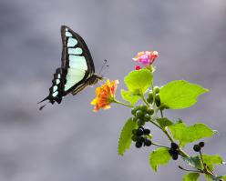 Sylvaner shutterstock 80265532