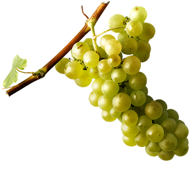 Muscat grappe@2x