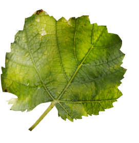 Pinotblanc feuille@2x