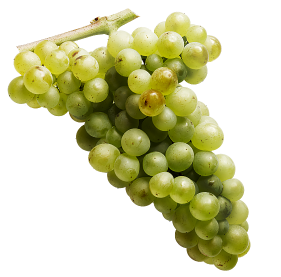 Pinotblanc grappes@2x