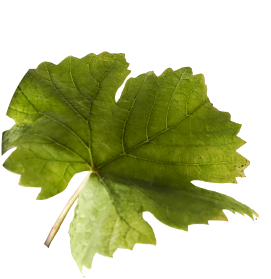 Pinotgris feuille@2x