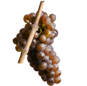 Pinotgris grappes@2x