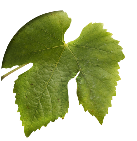 Pinotnoir feuille@2x