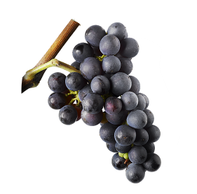 Pinotnoir grappes@2x