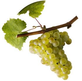 Riesling grappes@2x