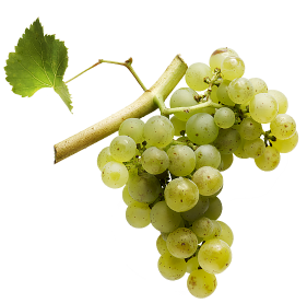 Sylvaner grappes@2x